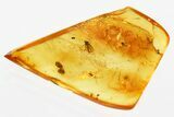 Fossil Mites and Dark-Winged Fungus Gnats In Baltic Amber #381507-1